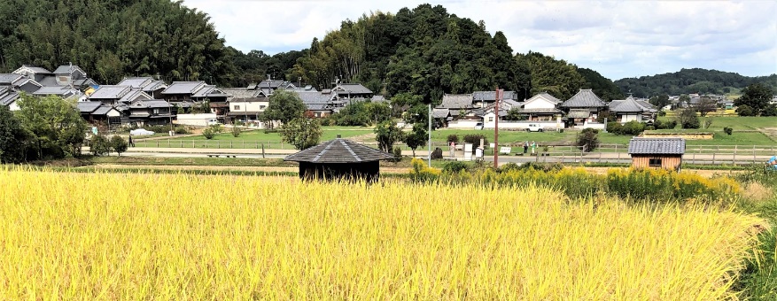 農村 黄金色の田んぼと秋の農村風景[02237013463]の写真・イラスト ...